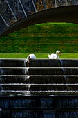 Frankreich, Indre-et-Loire, Loire-Tal, von der UNESCO zum Weltkulturerbe erklärt, Villandry, Schwäne im Garten des Schlosses von Villandry
