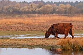 Frankreich, Somme, Baie de Somme, Le Crotoy, Crotoy-Sumpf, Hochlandrinder zur Ökoprüfung im Crotoy-Sumpf