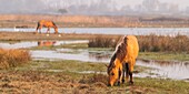 Frankreich, Somme, Baie de Somme, Le Crotoy, Le Crotoy Marsh, die Henson Pferderasse wurde in der Baie de Somme für den Reitsport geschaffen und ist der Stolz der lokalen Züchter, diese kleinen robusten Pferde werden auch für die Ökopflanzung und Sumpfpflege eingesetzt