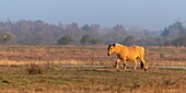 Frankreich, Somme, Baie de Somme, Le Crotoy, Le Crotoy Marsh, die Henson Pferderasse wurde in der Baie de Somme für den Reitsport geschaffen und ist der Stolz der lokalen Züchter, diese kleinen robusten Pferde werden auch für die Ökopflanzung und Sumpfpflege eingesetzt