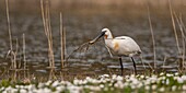 France, Somme, Baie de Somme, Baie de Somme Nature Reserve, Marquenterre Ornithological Park, Saint Quentin en Tourmont, Spoonbill (Platalea leucorodia Eurasian Spoonbill) who picks on the islands of the pond materials for nest building in the nearby heronry