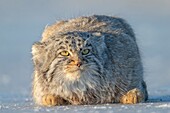 Mongolia, East Mongolia, Steppe area, Pallas's cat (Otocolobus manul), resting, lying down