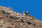 Mongolei, Westmongolei, Altai-Gebirge, Schneeleopard oder Unze (Panthera uncia), Paar auf Felsen