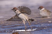 Mongolei, Hustai-Nationalpark, Gruppe von Feldsperlingen (Passer montanus), schwimmend in einer Pfütze