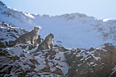 Mongolei, Westmongolei, Altai-Gebirge, Schneeleopard oder Unze (Panthera uncia), Paar auf Felsen
