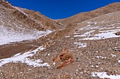 Mongolei, Westmongolei, Altaigebirge, Tal mit Schnee und Felsen, von einem Schneeleoparden getötetes Kalb