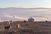 Mongolia, West Mongolia, Altai mountains, Valley with snow and rocks, Sheepfold, Yurt in the snow, goat and sheep farming