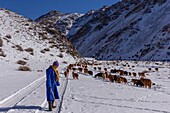 Mongolei, Westmongolei, Altaigebirge, Tal mit Schnee und Felsen, Hirte mit Ziegen- und Schafherde in den Bergen