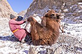Mongolei, Westmongolei, Altaigebirge, Hirte und Kamele tragen Eissäcke zur Wasserversorgung