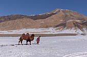 Mongolei, Westmongolei, Altaigebirge, Hirte und Kamel im Schnee