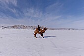 Mongolia, West Mongolia, Altai mountains, Kanhman village, Bactrian camel race in the plain