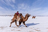 Mongolia, West Mongolia, Altai mountains, Kanhman village, Bactrian camel race in the plain