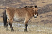 Mongolei, Hustai-Nationalpark, Przewalski-Pferd oder Mongolisches Wildpferd oder Dsungarisches Pferd ( Equus przewalskii oder Equus ferus przewalskii), seit 1993 im Khustain-Nuruu-Nationalpark wieder angesiedelt