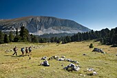 France, Drome, Vercors Regional Natural Park, hiking on the Vercors highlands nature reserve to the large hut and the grand Veymont