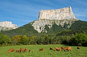 Frankreich, Isere, Vercors-Massiv, Trieves, Herde von Limousin-Kühen vor dem Mont Aiguille