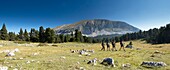 France, Drome, Vercors Regional Natural Park, hiking on the Vercors highlands nature reserve, panoramic view on the trekkers to the large hut and the grand Veymont