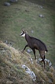 France, Jura, massif of the Jura, Regional Natural Park, fauna, chamois towards the top of the Dole