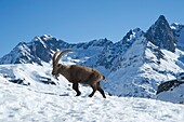 Frankreich, Haute Savoie, Fiz-Massiv, Naturschutzgebiet Sixt Passy, ein alter männlicher Steinbock durchquert ein Schneefeld im Winter
