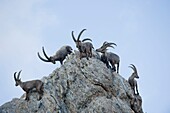 Frankreich, Savoyen, Beaufortain-Massiv, alpine Wildtiere, Gruppe alter männlicher Steinböcke zur Presset-Hütte