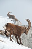 France, Haute Savoie, Bargy massif, alpine wild fauna, old ibex males competing during the rutting season