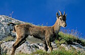 Frankreich, Haute Savoie, Bargy-Massiv, alpine Tierwelt, junger männlicher Steinbock im Balafrasse-Tal