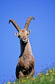 Frankreich, Haute Savoie, Chablais-Massiv, alpine Fauna, alter Steinbock zum Bise-Pass