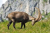 France, Haute Savoie, Chablais massif, alpine fauna, old male of ibexes at Floray Pass