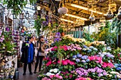 Frankreich, Paris, von der UNESCO zum Weltkulturerbe erklärtes Gebiet, Ile de la Cite, der Blumenmarkt