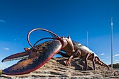 Canada, New Brunswick, Northumberland Strait, Shediac, World's Largest Lobster statue