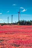 Canada, New Brunswick, Acadian Peninsula, Little Shippagan, wind turbines and cranberry field in autumn