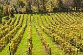 Canada, Nova Scotia, Annapolis Valley, Wolfville, a local vineyard