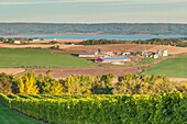 Canada, Nova Scotia, Annapolis Valley, Wolfville, a local vineyard