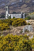 Ireland, County Donegal, Dunlewy, the 1840 abandoned church at the foot of Mount Erigal in the Glenveagh National Park