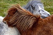 Ireland, County Donegal, Glenveagh National Park, Dunlewy, Shetland poneys