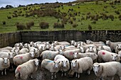 United Kingdom, Northern Ireland, Ulster, county Antrim, Sheep around Murlough Bay