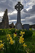Vereinigtes Königreich, Nordirland, Ulster, county Antrim, Ballycastle, Die Ruinen des Bonamargy Friary