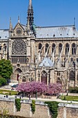France, Paris, zone listed as World Heritage by UNESCO, Notre-Dame cathedral on the City island with the south rose window and the spire