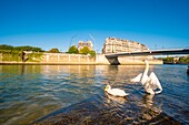 France, Paris, area listed as World heritage by UNESCO, swans in front of Notre Dame cathedral