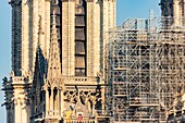 France, Paris, area listed as World heritage by UNESCO, Ile de la Cite, Notre Dame Cathedral, Scaffolding