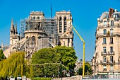 France, Paris, area listed as World heritage by UNESCO, Ile de la Cite, Notre Dame Cathedral, scaffolding, protection after the fire