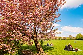 France, Hauts de Seine, the park of Sceaux, cherry blossoms