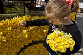 France, Vosges, Gerardmer, little girl, pricking flowers on a chariot, the day before the Fete des Jonquilles