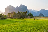 Lao, Provinz Vientiane, Vang Vieng, Reisfeld, Karstgebirge im Hintergrund