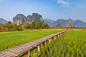Lao, Vientiane Province, Vang Vieng, rice field, Karstic Mountains in the background