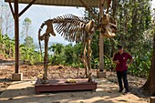 Laos, Sayaboury province, Elephant Conservation Center, elephant skeleton
