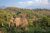 Laos, Provinz Sayaboury, Elefanten-Schutzzentrum, Mahut auf seinem Elefanten