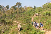 Laos, Provinz Sayaboury, Elefanten-Schutzzentrum, Touristen beobachten Elefanten