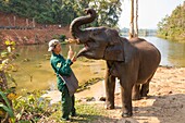 Laos, Provinz Sayaboury, Elefanten-Schutzzentrum, Mahout füttert seinen Elefanten