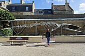 France, Calvados, Cote de Nacre, Luc sur Mer, iconic whale in the city hall park