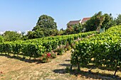 France, Seine Saint Denis, Rosny sous Bois, Vineyards of Haute Feronne